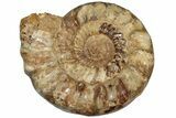 Monster, Ammonite (Kranosphinctites?) Fossil - Madagascar #207415-1